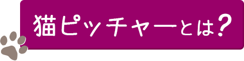 猫ピッチャーとは？