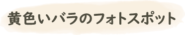 黄色いバラのフォトスポット
