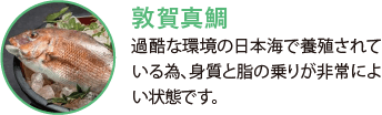 敦賀真鯛。過酷な環境の日本海で養殖されている為、身質と脂の乗りが非常によい状態です。